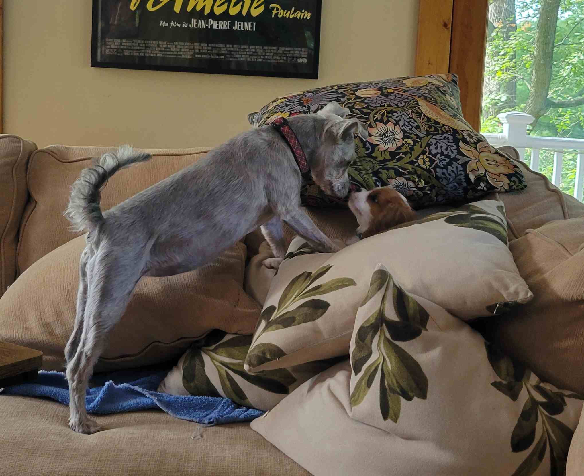 2024-09-15 Pepper Bingley pillows.jpg